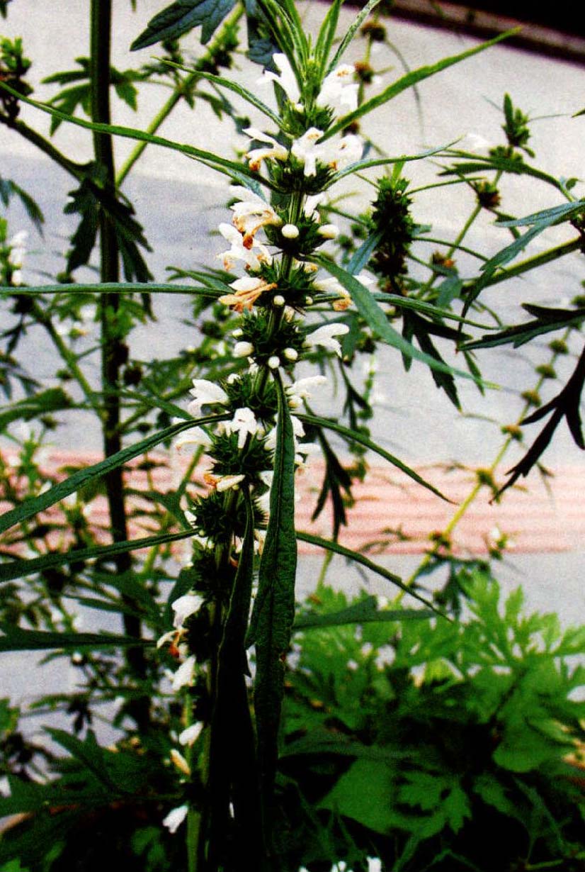 10.白花益母草